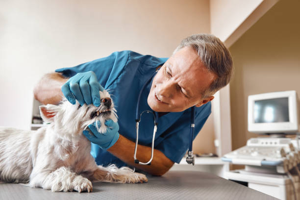 Best Pediatric Emergency Dentist in Chapin, SC